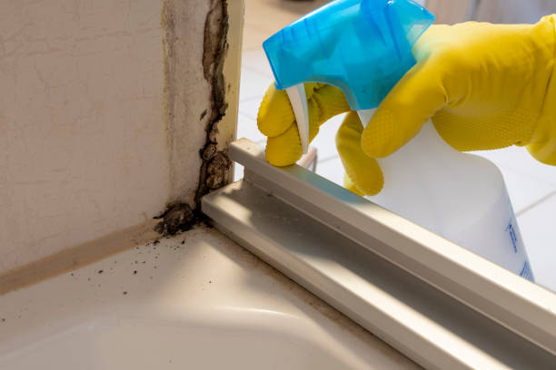 Barclay, NJ Mold Removal Company